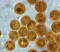 Symbiodinium sp. (Dinophyceae): zooxanthella, a coral endosymbiont