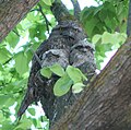 Tawny Frogmouth with two 32-day-old chicks in Melbourne