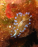 Antiopella cristata