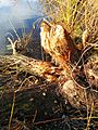 Tree in Forbes Lake Park chewed by beavers