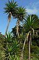 Yucca aloifolia