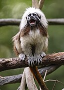 Cotton-top tamarin