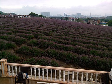 薰衣草田