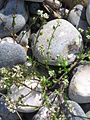 Cochlearia danica