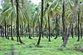 Coconut grove on Wakenaam Island, Essequibo River