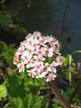 Darmera peltata