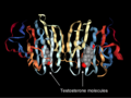 Dimeric sex hormone-binding globulin with its testosterone ligands