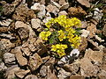 Draba hoppeana