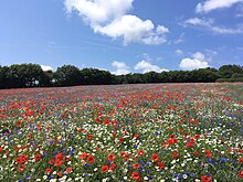 This image shows a field in blue, white and red made up of cornflowers, corn poppies and corn chamomile