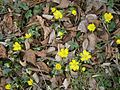 Eranthis hyemalis clump