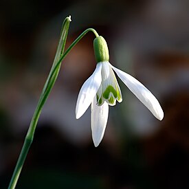 Common Snowdrop - Galanthus nivalis