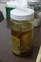 #609 (6/1/2015) Wet-preserved left eye from the same specimen, kept at Tottori Prefectural Museum but not on public display