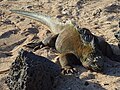 Iguana on the beach at the Charles Darwin Research Station