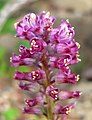 Lachenalia pustulata