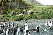 Green Gorge hut and king penguins