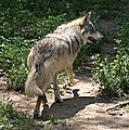 Mexican Wolf