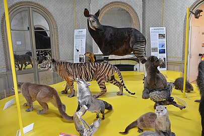 Mammals' Podium, Muséum d'Angers