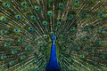 Image 20The blue peafowl (Pavo cristatus), a large and brightly coloured bird, is a species of peafowl native to the Indian subcontinent, but introduced in many other parts of the world. The photo shows a peacock displaying its train at Bangabandhu Sheikh Mujib Safari Park. Photo Credit: Azim Khan Ronnie