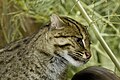 Fishing cat