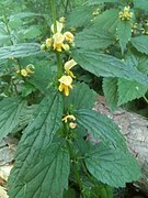 Lamium galeobdolon with yellow flowers growing in Hungary