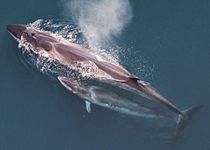 Sei whale (Balaenoptera borealis)
