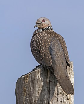 Spotted dove