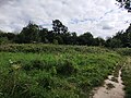 A grassy area in Stokes Field