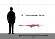 Trachelosaurus size