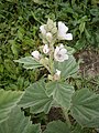 Althaea officinalis