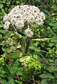 Wild angelica