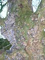 Burls on the bark of an old apple tree