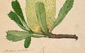 Banksia serrata [Detail] C. 1803-1808?