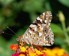 Ventral view