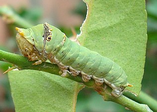 Larva