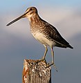 Common Snipe