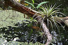 Tillandsia species