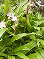 Crinum moorei