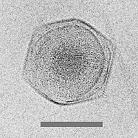 Cryo-EM image of the CroV giant marine virus (scale bar represents 200 nm)[33]