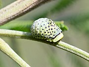 Dicranosterna immaculata larva