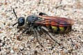 D. pilipes female in the western United States.