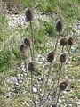 Dipsacus sylvestris old stems