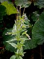 Epilobium alpestre