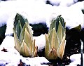 E. robustus leaf rosettes, in bud, emerging from snowy ground