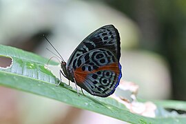 蓝裙神蛱蝶 E. sophonisba