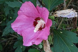 Common hibiscus