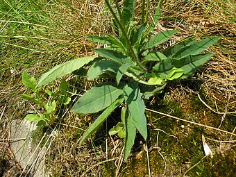 Basal leaves