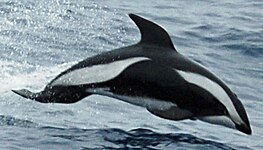 Hourglass dolphin (Lagenorhynchus cruciger)