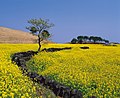 Bright yellow rapeseed plants and batdam are considered a quintessential sight on Jeju.[1] (2011)