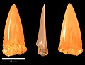 Cretoxyrhina mantelli tooth, Menuha Formation.