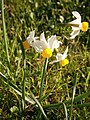 Narcissus tazetta subsp. italicus